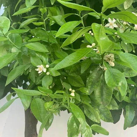 بيت للعطل Violeta